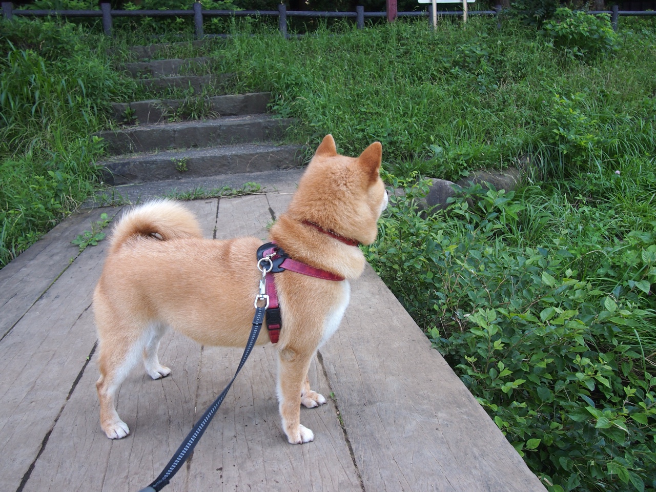 Leyu Sports (乐鱼体育)-CBA联盟加强对青训教练的培训，cba联盟加强对青训教练的培训管理