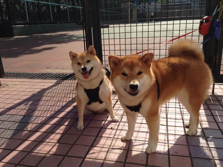 乐鱼体育App下载-中国三人篮球男队进攻节奏灵活,三人篮球中国队员