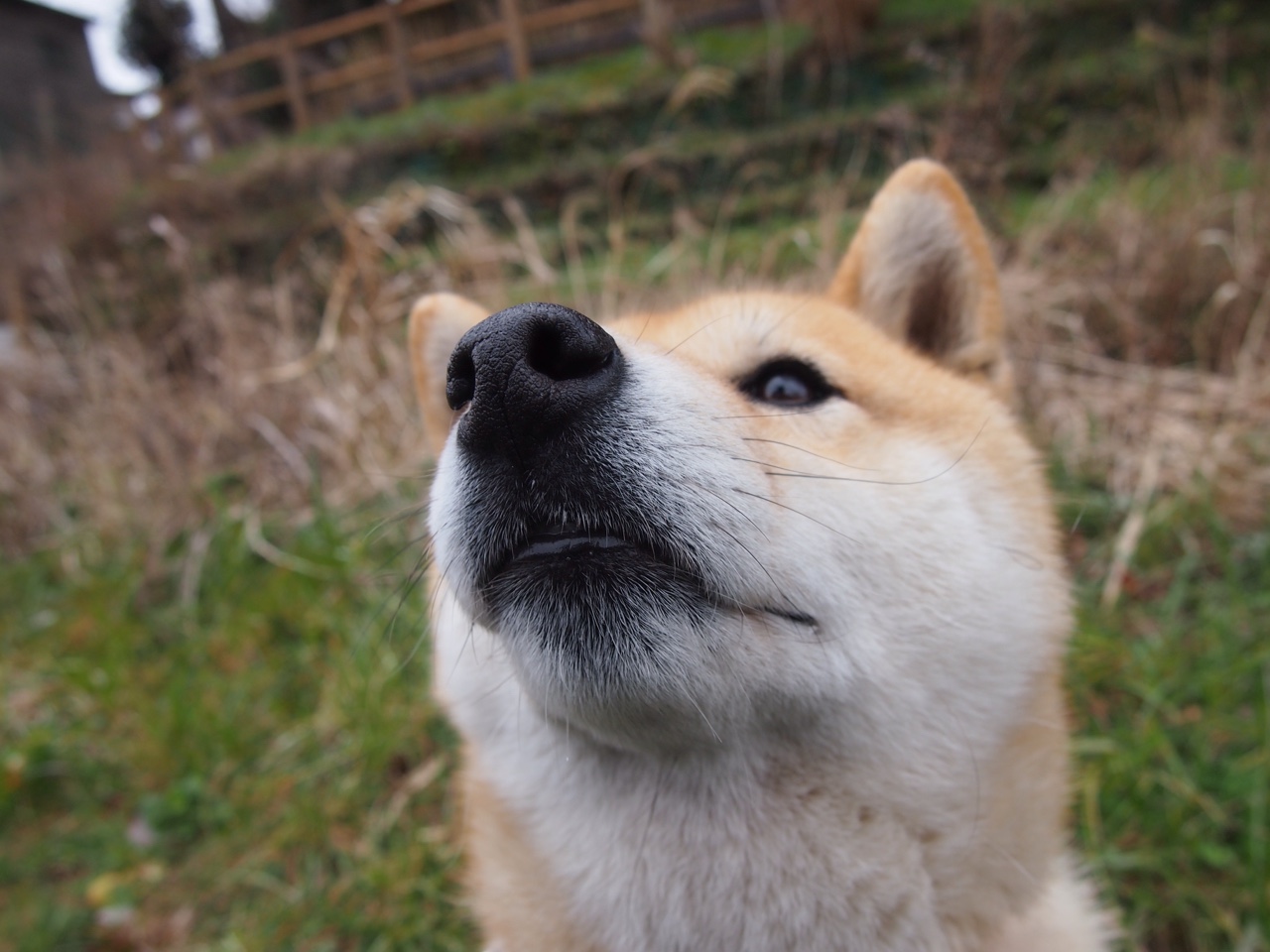 乐鱼vip-中国羽毛球公开赛广州站观众爆满,中国羽毛球公开赛地点