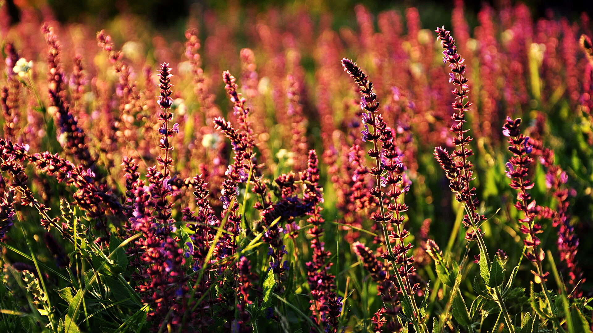 leyu乐鱼在线登录入口-冠军划频–划幅完美配合，速划冠军