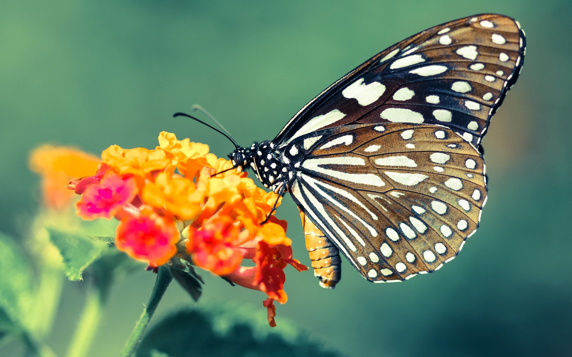 乐鱼电竞在线平台登录入口-快节奏打法是否对后卫轮转能力要求更高,快节奏和慢节奏的区别