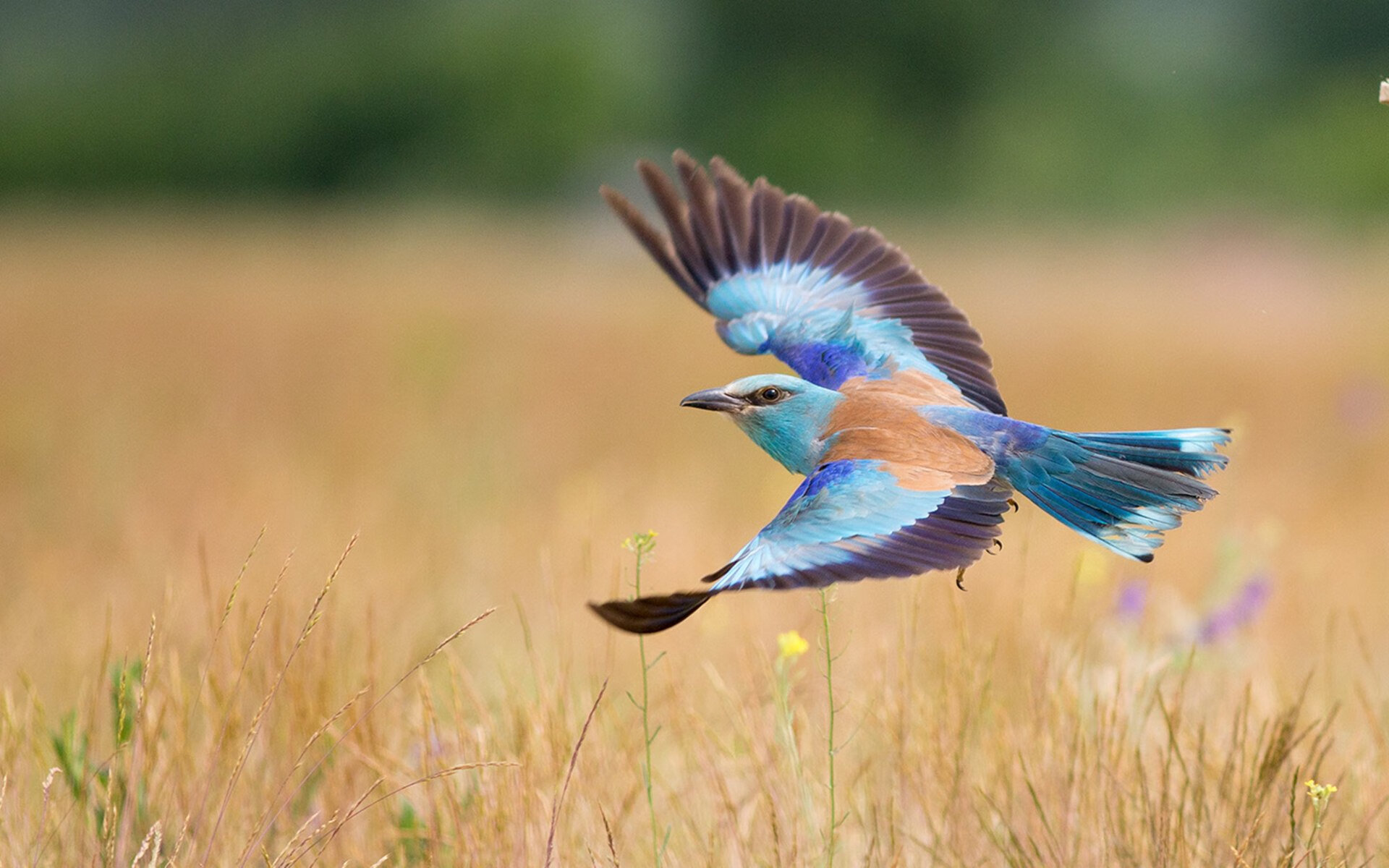乐鱼体育APP官方下载-比赛场地改造计划顺利推进，比赛场地布置方案