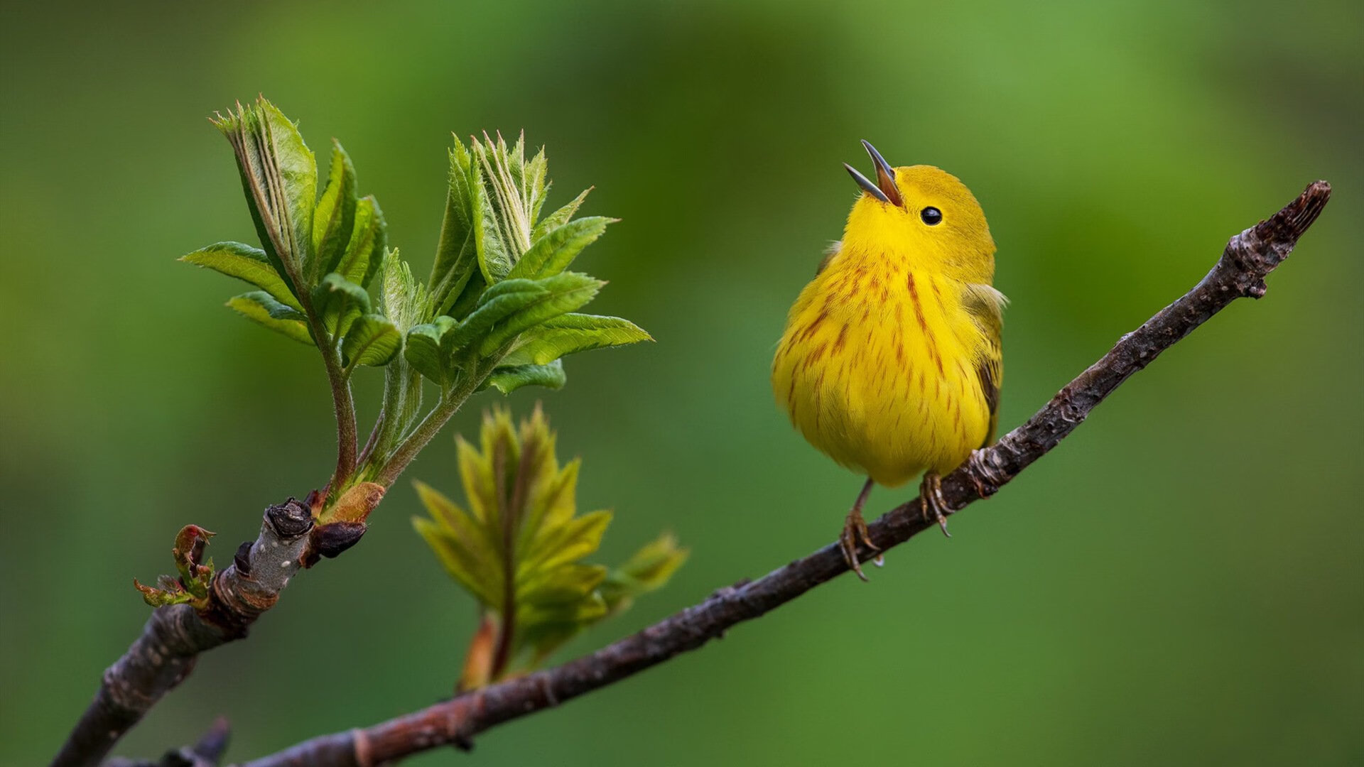 乐鱼官网-球员在转换进攻中节奏预判的重要性，球员进阶转移