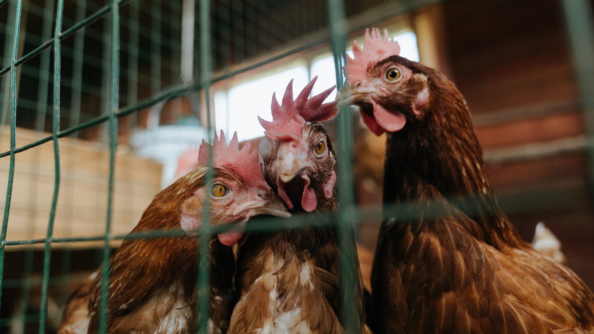 LEYU乐鱼体育官方网站-体育评论员深入解析球队打法找出提升空间和可行路径,球队体系