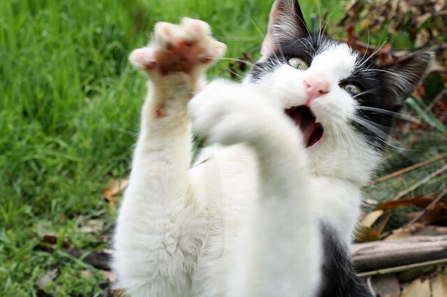 leyu乐鱼体育综合-凯尔特人主帅在采访中透露战术微调细节,凯尔特儿主帅