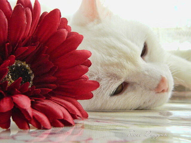 乐鱼电竞-多米尼加男篮在国际邀请赛中夺冠,激发潜力无限