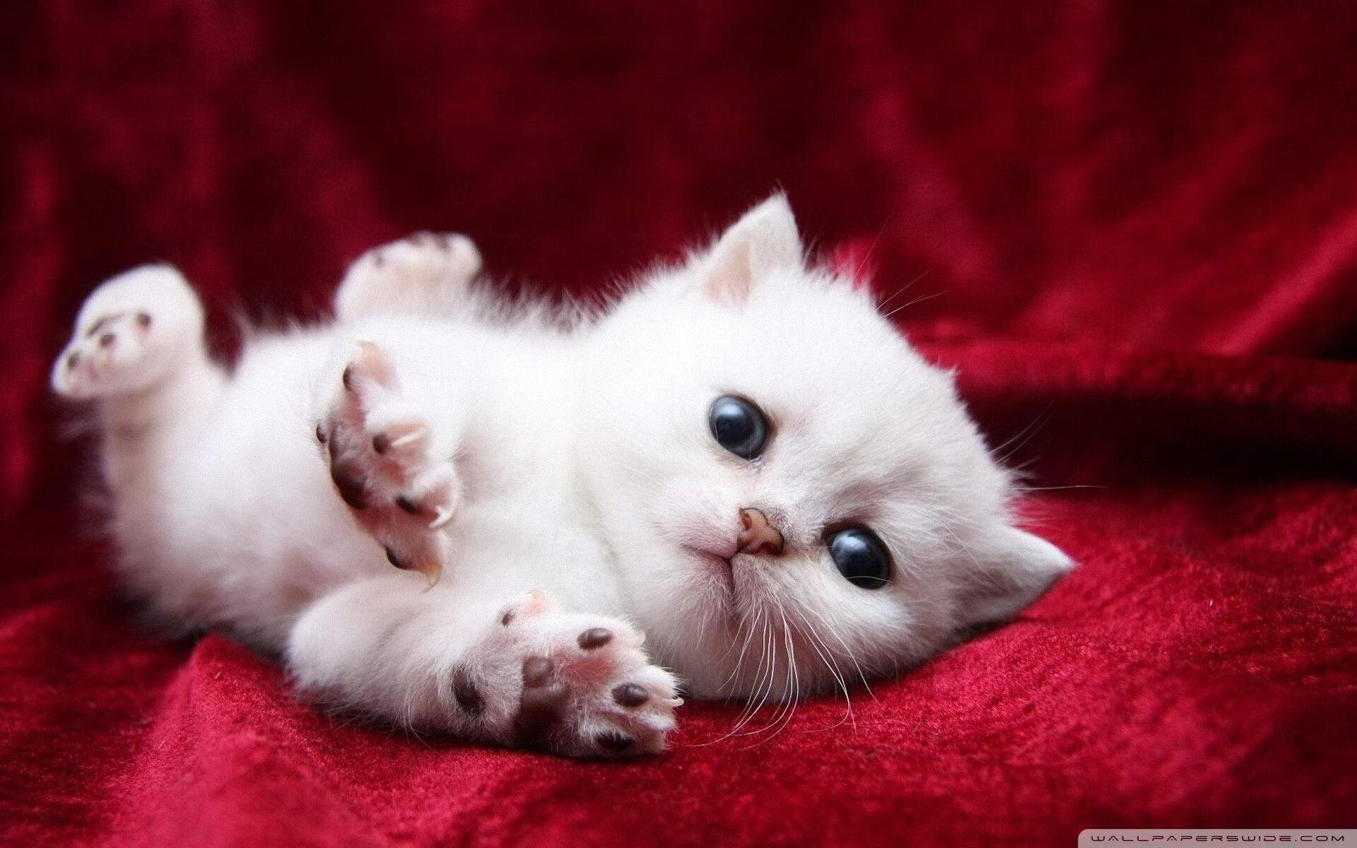 乐鱼(中国)体育官方网站-火箭老将指导年轻队员传授经验心得,火箭前教练去哪了