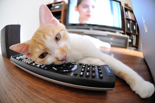 乐鱼体育(中国)官方网站-跳水动作整齐荷兰组合夺高分,荷兰女子水球